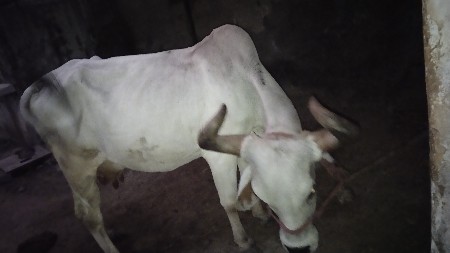 વેચવાની છે