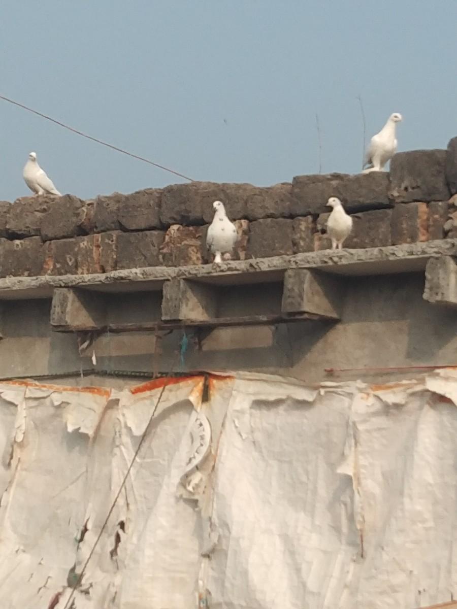 કબૂતર વેશવાના છે