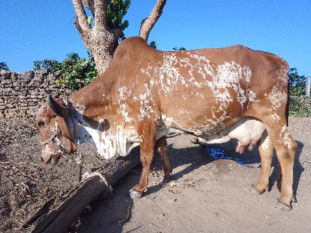 थंबनेल 2