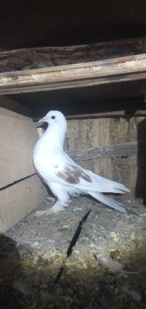 थंबनेल 2