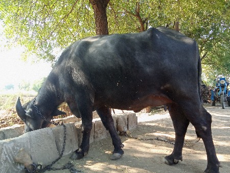 બીજા વેતર ની ખડેલી ભેંસ વેચવાની