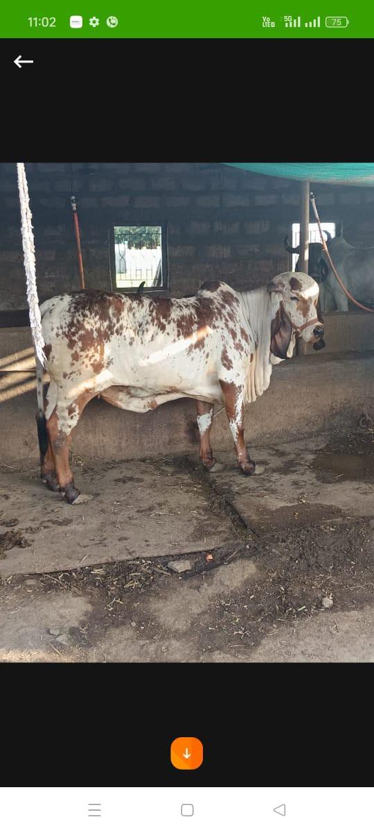 થંબનેલ 3