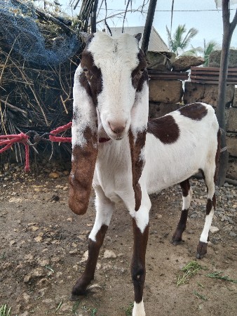 હૈદરાબાદી પાઠ