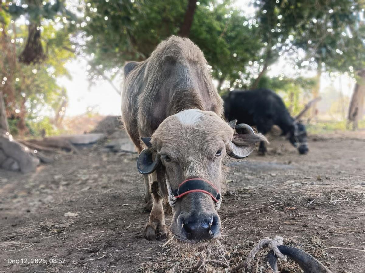 ભેંસ વેચવાની છે
