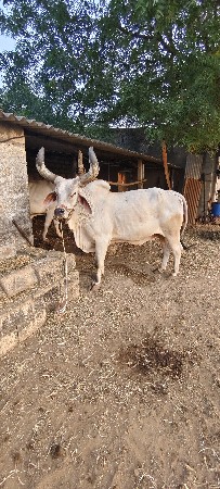 ચોથી ઘરનો બળદ