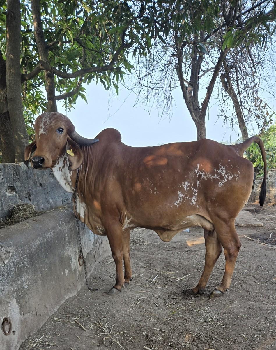 थंबनेल 2