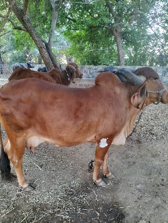 थंबनेल 3