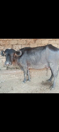 આ ભેંસ વેચવાની છે