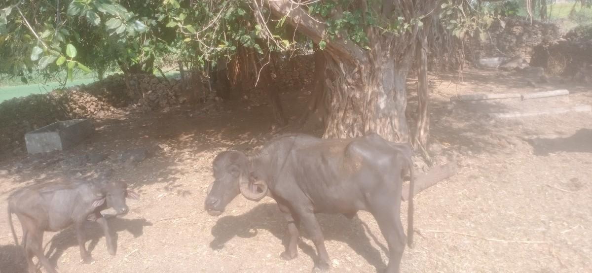 આ ખડાઈ વેચવાની છ