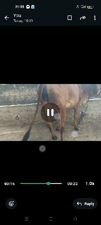 gay gir pachr soji1oilu vet