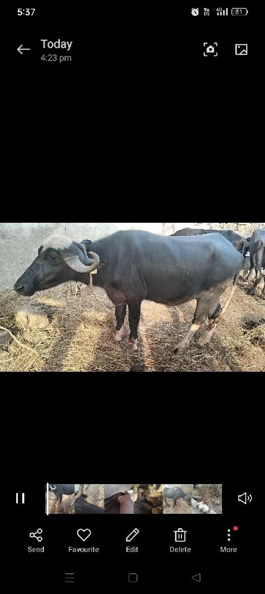 थंबनेल 1