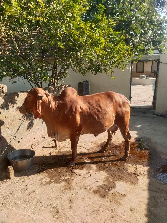 ગીર ગાય વેસવાની છે