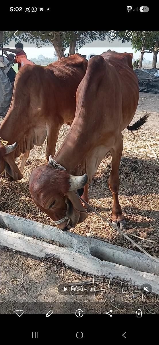 थंबनेल 3