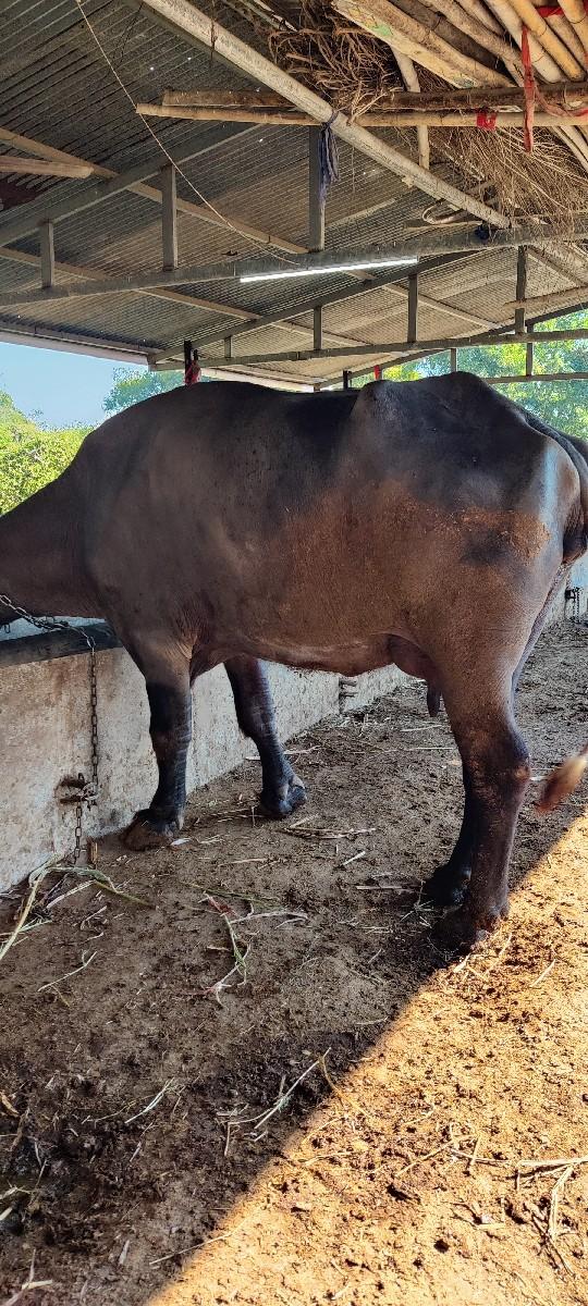 ભેંસ વેચવા ની છે