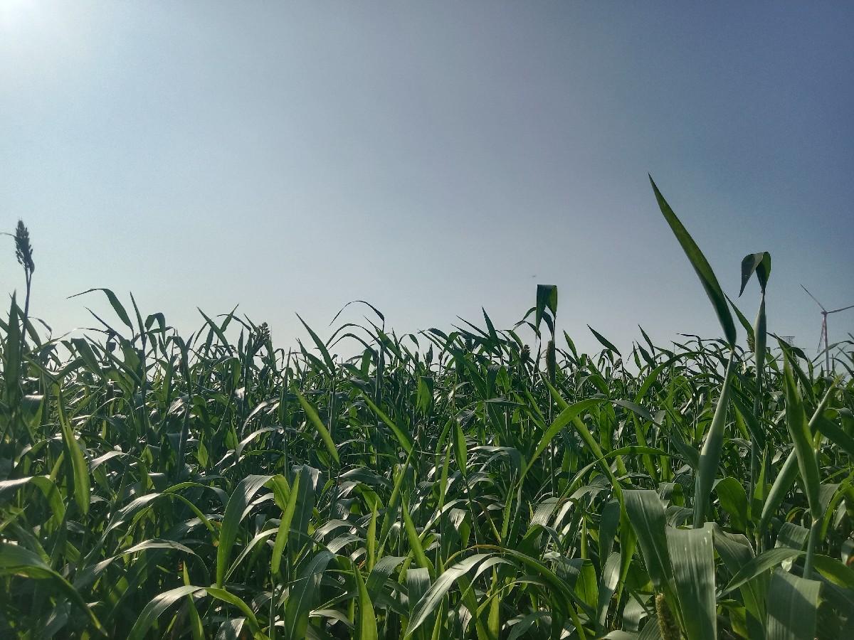 લિલૂ જુવારનુ