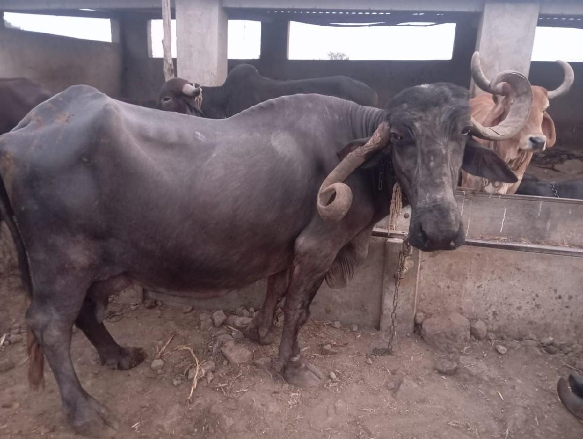 થંબનેલ 3