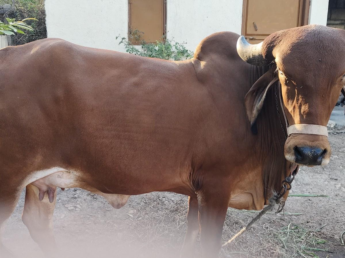 ગીર ગાય વેચવાની છે