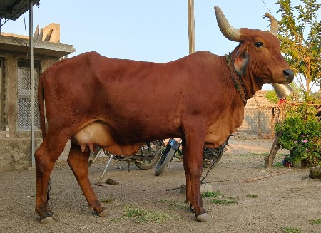 પેલું વેતર સે