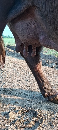 थंबनेल 3