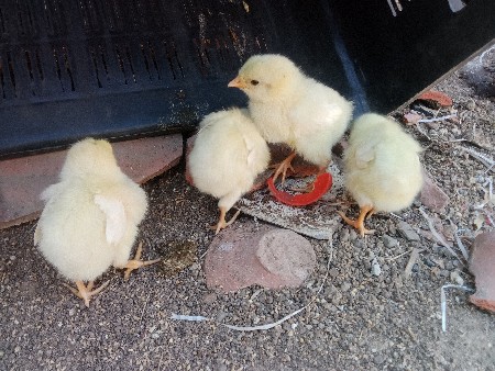 મરઘા વેચવાના છે