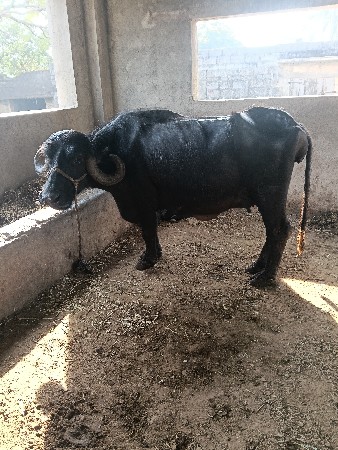 પેલું વેતર ખડેલી વેચવાની છે