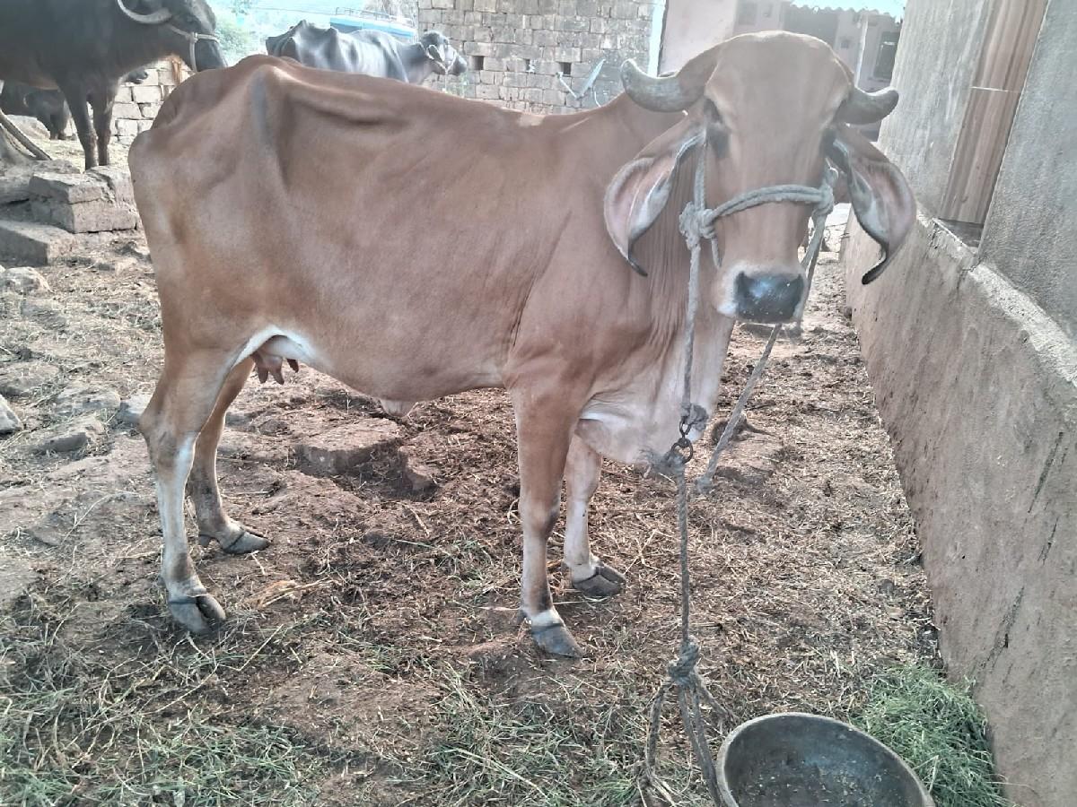 ગાય વેચવાની છે