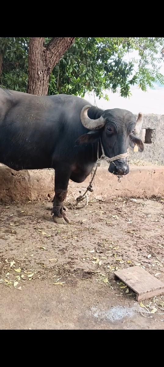 ભૈસ વૅચવાની છે