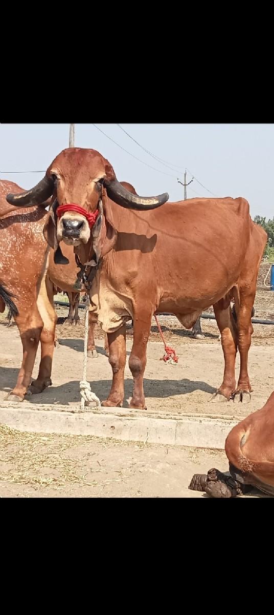 2 ગીર ગાય વેચવાની છે