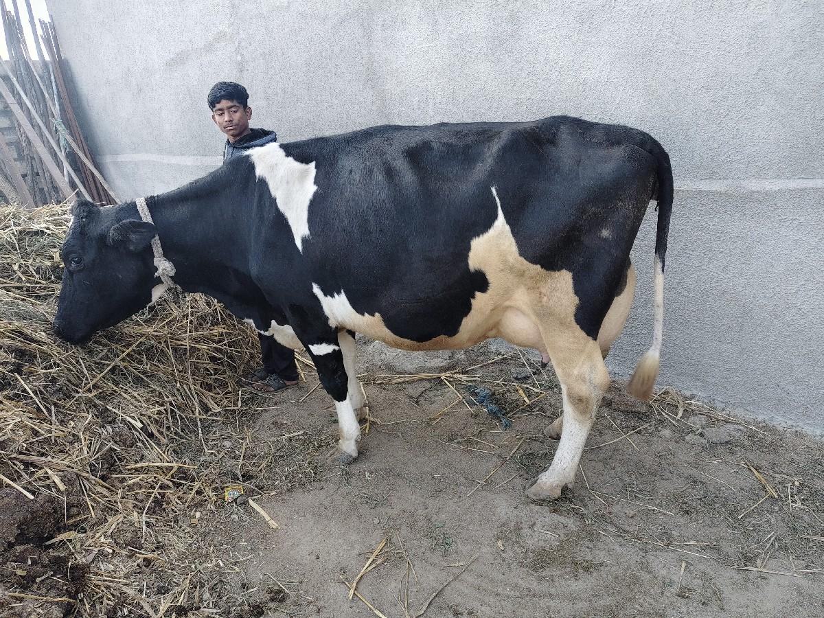 थंबनेल 3