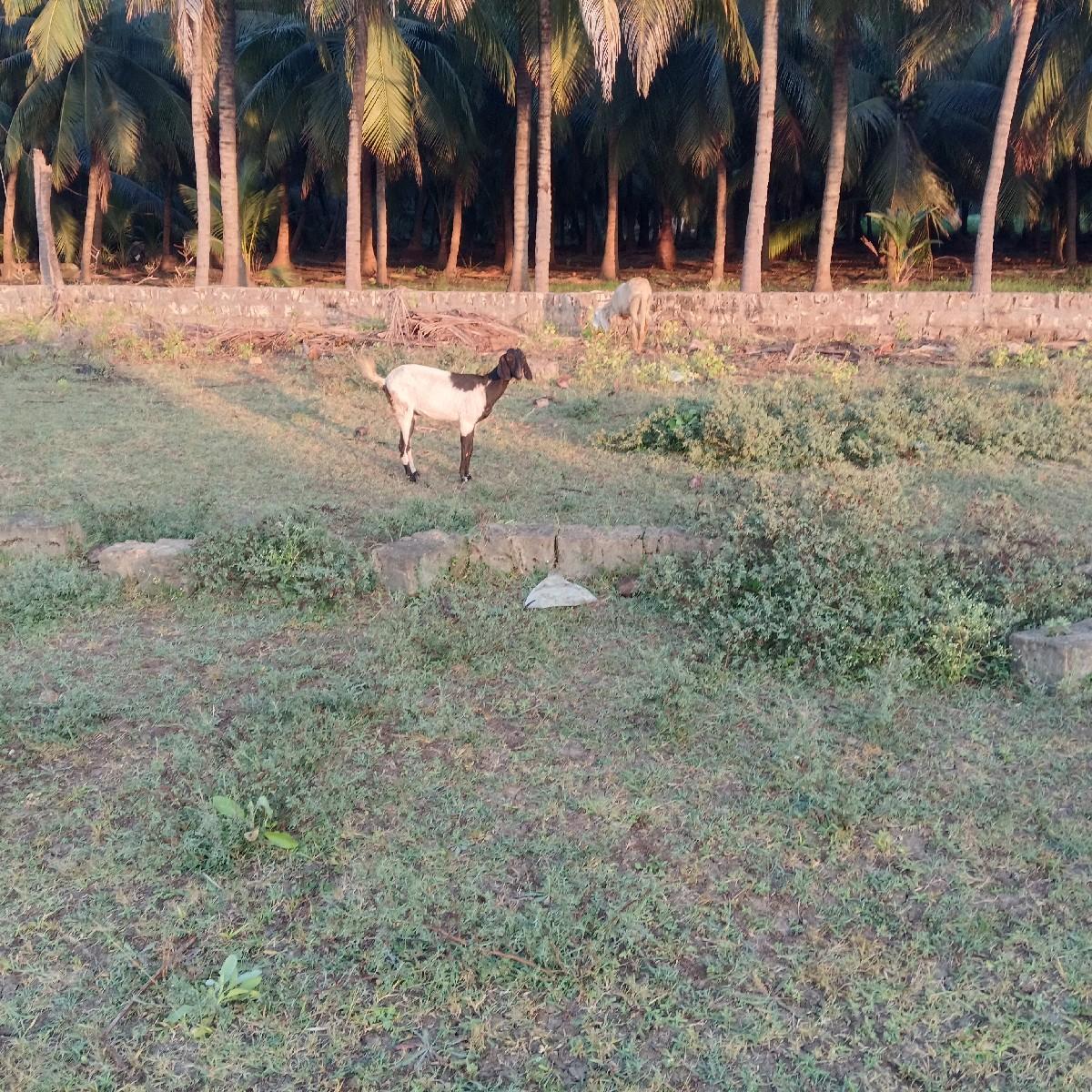 જુનાગઢ માંગરોળ