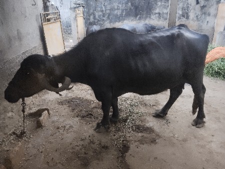 थंबनेल 3