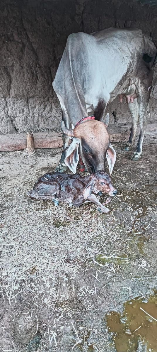 થંબનેલ 3