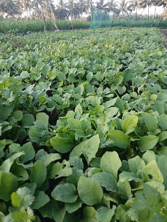 રીગડી નો રોપ