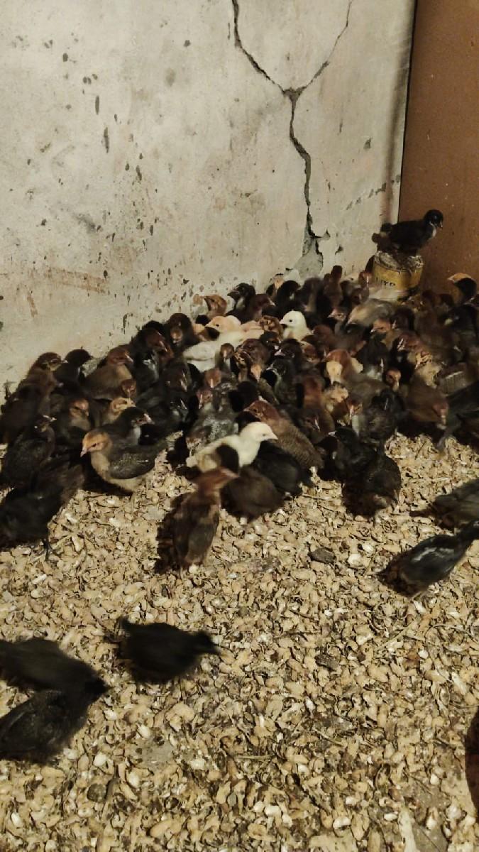 દેશી સોનાલી ના બચ્ચા