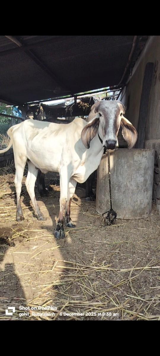 थंबनेल 2