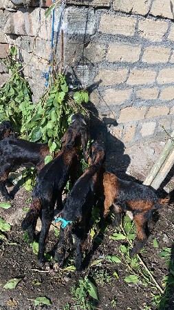 થંબનેલ 2