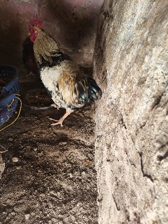 थंबनेल 2