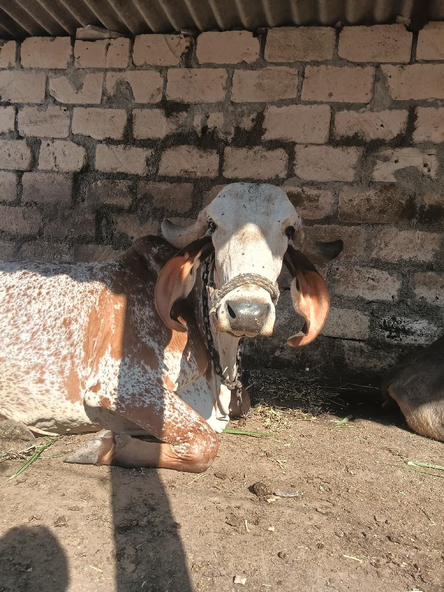 थंबनेल 2