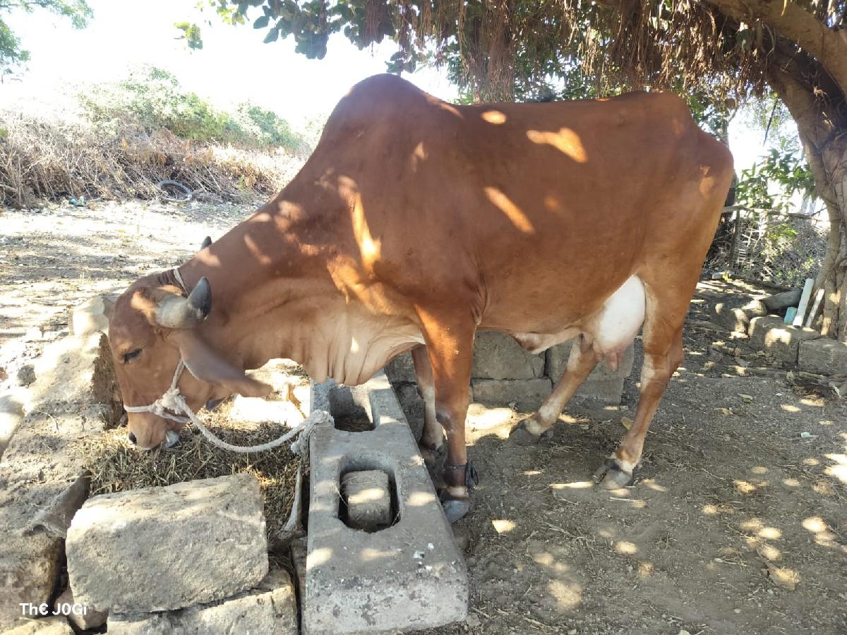 थंबनेल 3