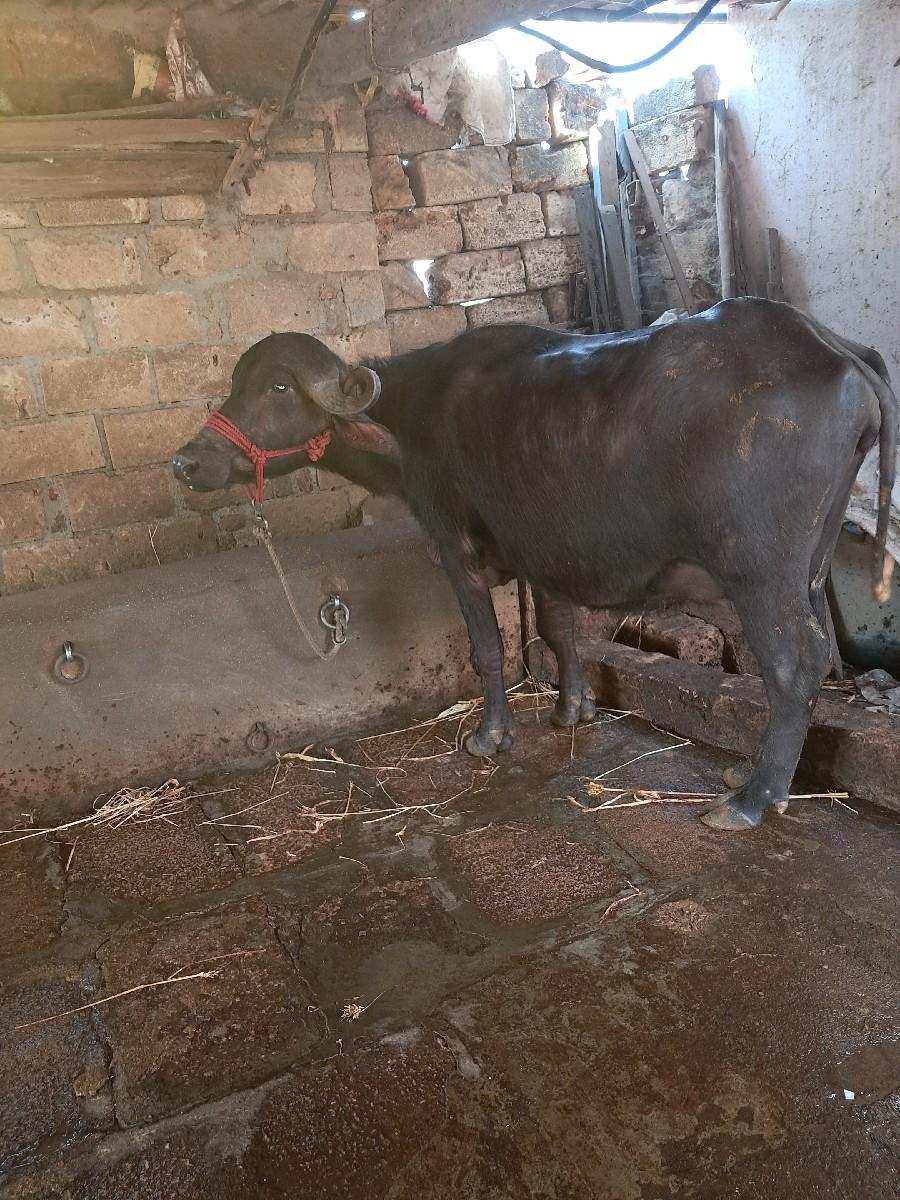 थंबनेल 3