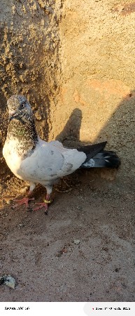 થંબનેલ 2