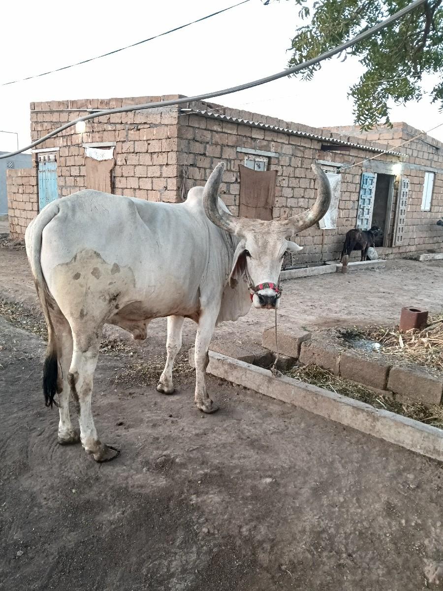 ગોઢલો વેસવાનો સે બે ધર