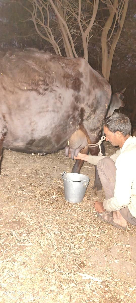 थंबनेल 2