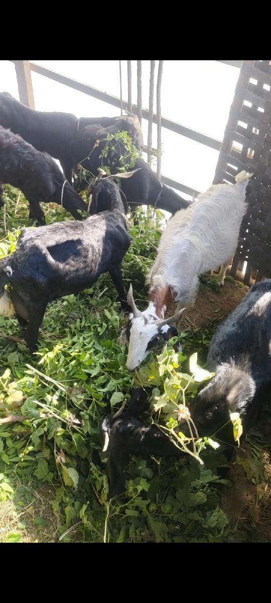 બકરિયું 11