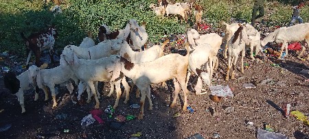 થંબનેલ 3