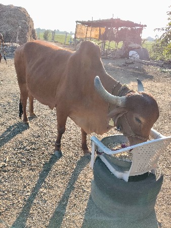 थंबनेल 3