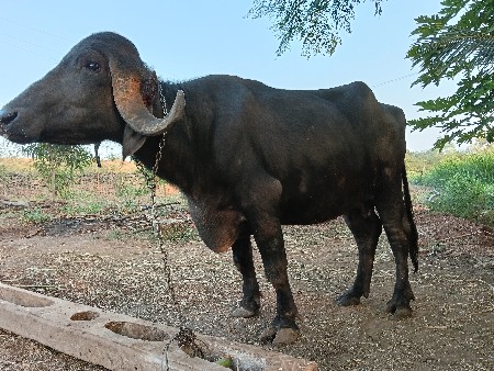 ભેંસ વેચવાની છે