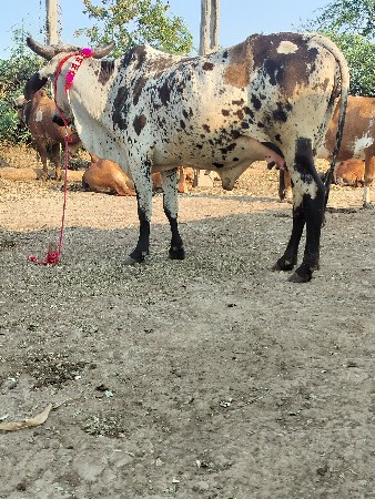 થંબનેલ 2