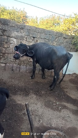 એક ભેંસ 2 હોડકી