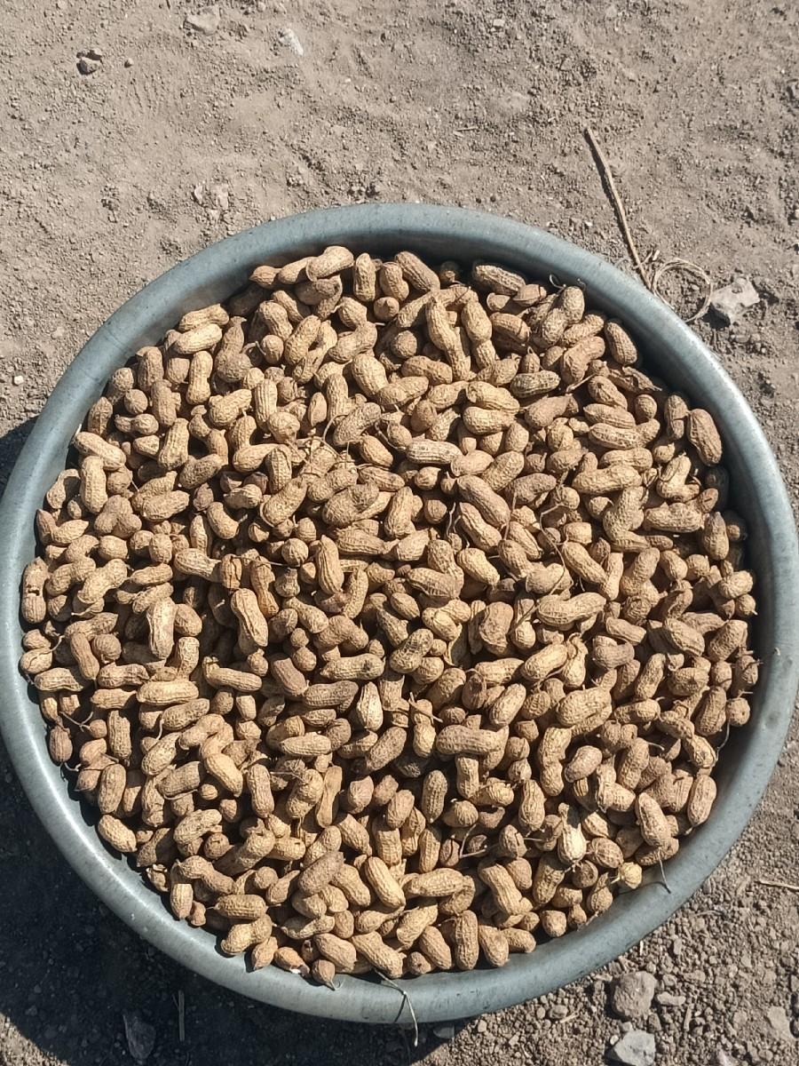 G 45 માંડવી બિયારણ